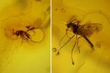 Detailed Fossil Flies, Ant and Spider in Baltic Amber #135065-5